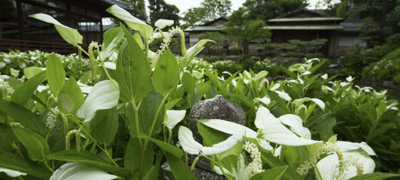 葉の一部が半分化粧をしたように白くなることから「半化粧」とも。