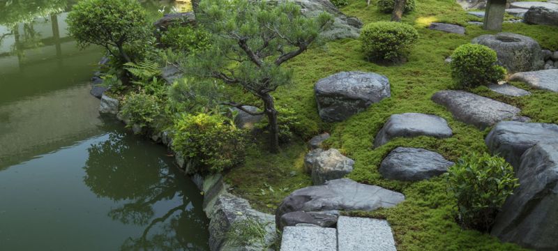 半夏生とは七十二候のひとつで、夏至から11日目のことを指し、その頃に花を咲かせることが名前の由来とされる。